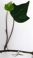 Algerian Ivy (H. algeriensis)