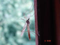 Thumbnail for version as of 19:43, 19 October 2006