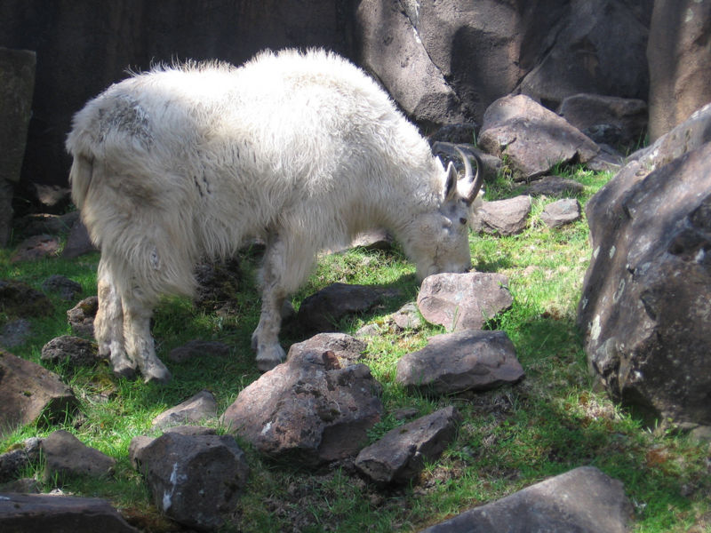 File:MountaingoatOregonZoo.jpg
