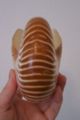 Nautilus Shell