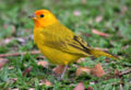 Saffron Finch (Sicalis flaveola)