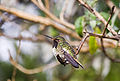 Volcano Hummingbird (Selasphorus flammula torridus Salvin) Order: Apodiformes