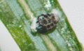 Thumbnail for version as of 03:26, 9 May 2011