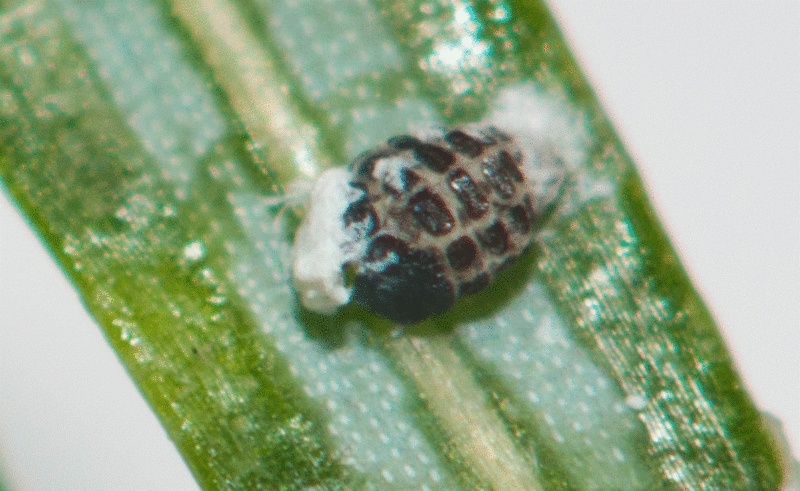 File:Wooly Adelgid.gif