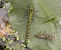 Southern hawker dragonfly (Aeshna cyanea) Family: Aeshnidae