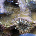 Sea anemone Class Anthozoa