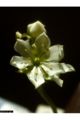 Venus Flytrap (D. muscipula) Genus: Dionaea