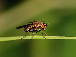 Drosophila melanogaster.jpg