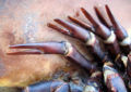 A closeup of the Horseshoe Crab's legs. Notice the pincers that are attached to the end of the legs.