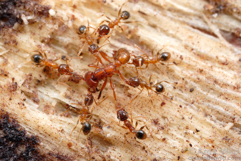File:Megacephala.jpg