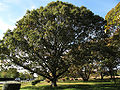 Black Oak (Quercus Velutina)