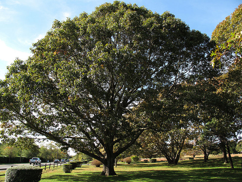 File:Roadside black oak.jpg