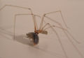 Daddy long-legs spider (Pholcus phalangioides)with a captured woodlouse.