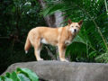 Dingo on Watch