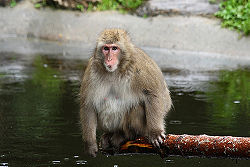 Japanese macaque.jpg