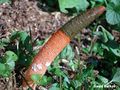 Mutinus elegans (Mutinus elegans) M.elegans