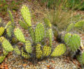 Prickly Pear (Opuntia littoralis) Genus:Opuntia