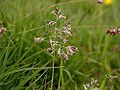 Kentucky Bluegrass (Poa pratensis)