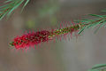 New Growth on Fir Tree