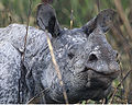 Greater One-Horned or Indian Rhino (Rhinoceros unicornis) Genus: Rhinoceros