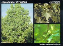 Sweetgum.JPG
