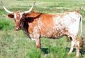 Texas Longhorn (Bos taurus) Subfamily: Bovinae