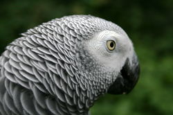 African Grey Parrot.jpg