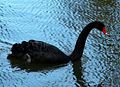 Black Swan (Cygnus atratus)