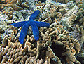 Blue starfish (Linckia laevigata) Order: Valvatida