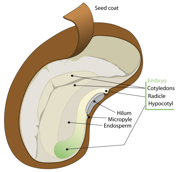 File:Dicotyledon seed anatomy.png