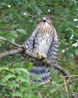 Hawk.jpg