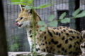 (serval) Leptailurus- hungry serval