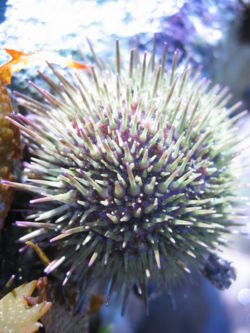 Sea Urchin.jpg
