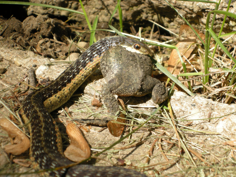 File:Snake eating frog.jpg