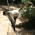Thumbnail for version as of 00:53, 13 March 2008