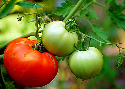Tomato1.jpg
