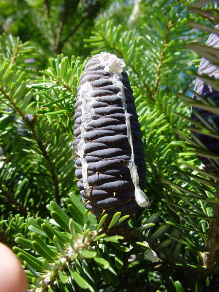 File:White fir female cones.jpg