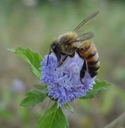 Africanized bee on flower.jpg