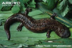 Chinese-giant-salamander-on-leaves.jpg