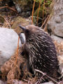 Echidna Order: Monotremata
