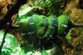 Emerald Tree Boa (C. caninus)