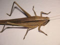 Unidentified grasshopper