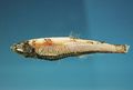 Large-scaled Lanternfish (macrolepidotus) Genus:Neoscopelus