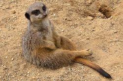 Meerkat laying down (2).jpg