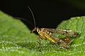 Scorpionfly (Panorpa communis) Family: Panorpa