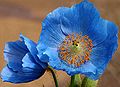 Unidentified Blue Poppy