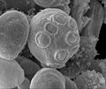 Scanning electrograph image of Saccharomyces cerevisiae cells grown on the International Space Station.