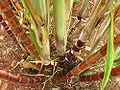 Thumbnail for version as of 19:16, 24 May 2009