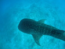 Whaleeshark2.jpg