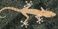 Spotted Gecko
